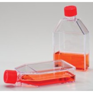 75cm Cell Culture Flasks